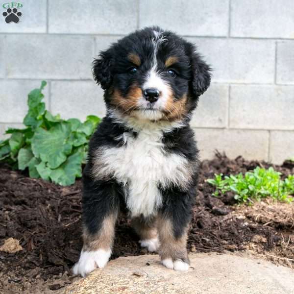 Denny, Bernedoodle Puppy
